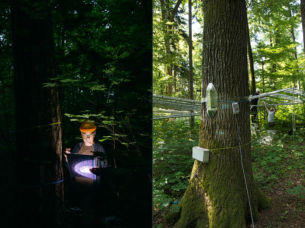 Researchers with a flash light in the dark next to a tree with sensors and tree with sensors at daylight