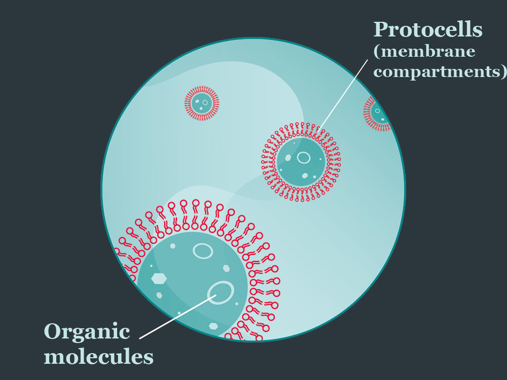 Illustration of membrane vesicles enclosing organic molecules. Illustration of membrane vesicles enclosing organic molecules.