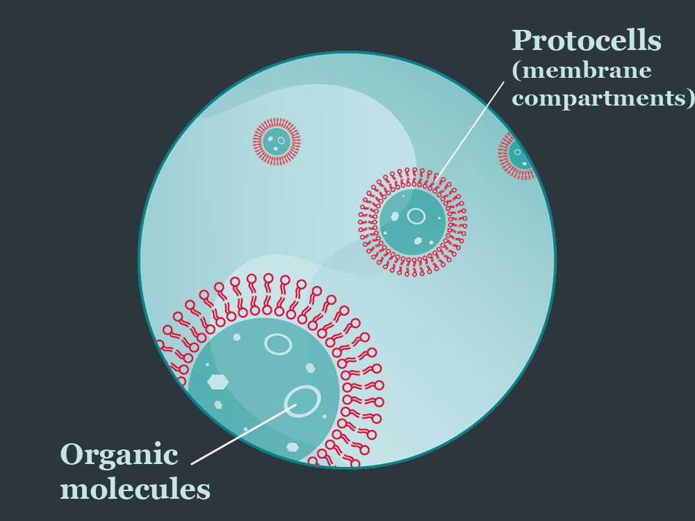Illustration of membrane vesicles enclosing organic molecules.