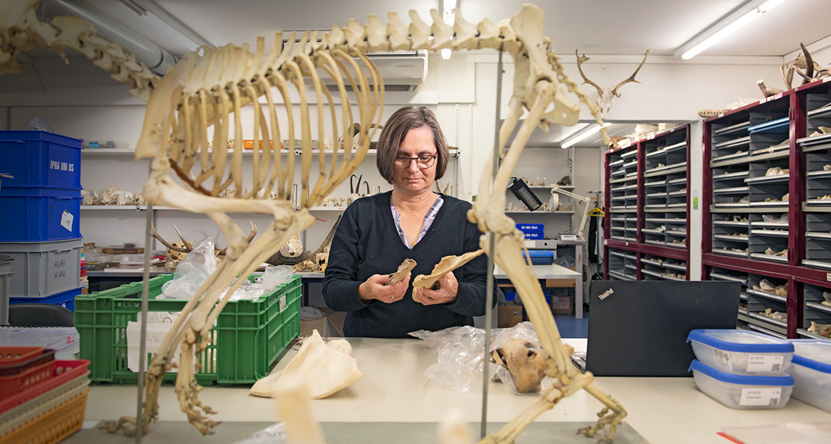IPAS researchers compare the bones uncovered at a dig with an extensive collection of bones.