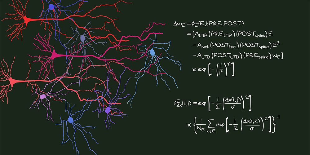 Neighboring synapses shape learning and memory