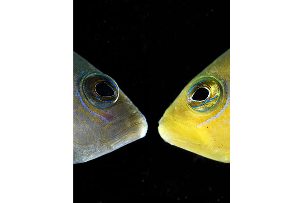 Braun gegen Gelb: Zwergbarsche wechseln ihre Farbe, um andere Fische in ihrer Umgebung zu imitieren und um sich an deren Nachkommen gütlich zu tun. (Foto: N. Justin Marshall)
