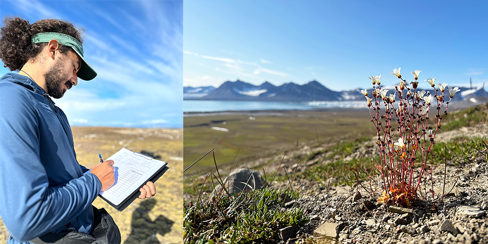 Die Pflanzenarten werden per Hand notiert. Ein Steinbrechgewächs vor dem Panorama von Spitzbergen.