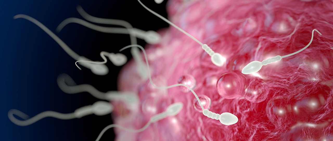 Mikroskopische Darstellung mehrerer Spermien, die auf eine Eizelle mit strukturierter rosa Oberfläche zuschwimmen.