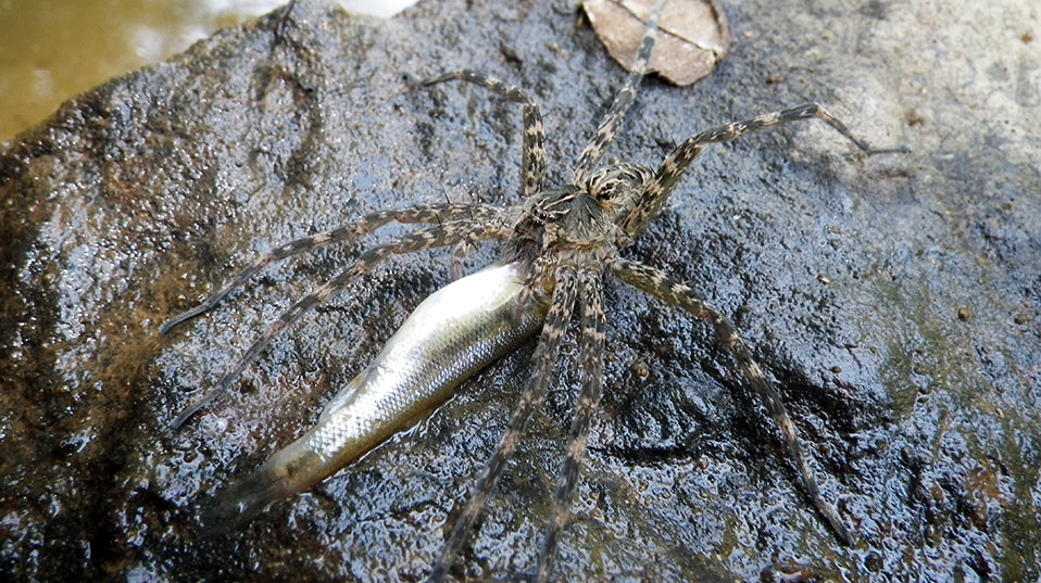 Die Spinnenart Dolomedes tenebrosus erweitert den Speiseplan mit kleinen Karpfenarten (Semotilus atromaculatus), hier am Bullskin Creek nahe Brutus, Kentucky, USA (Bild: Jason Butler, Lexington, USA)