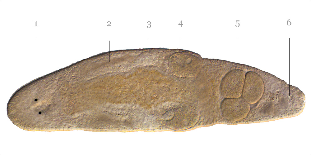 Plattwurm Macrostomum hystrix