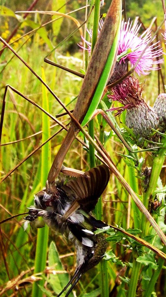 Auch dieser weibliche Rubinkehlkolibri (Archilochus colubris) endet in den Fängen einer Gottesanbeterin (Tenodera sinensis). Michigan, USA (Image: Chris McCarthy).