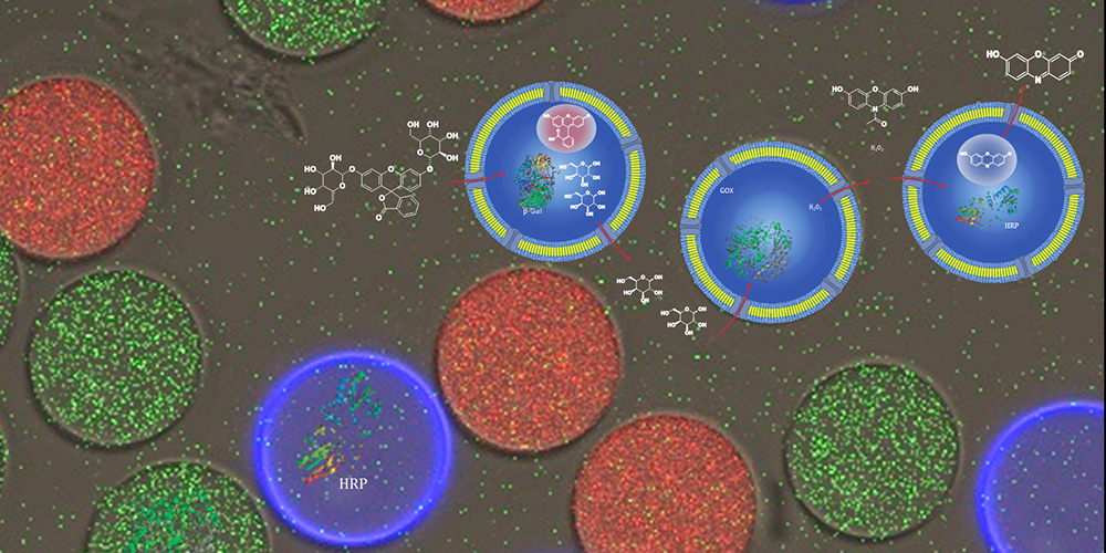 Vesikel mit unterschiedlicher Enzymfracht ahmen Reaktionskaskaden in Zellen nach