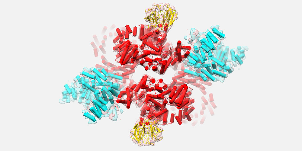 Illustration of the mTORC2 architecture: The mTOR protein is highlighted in red. mTORC2 specific accessory proteins are colored cyan. (Image: Christopher H.S. Aylett)