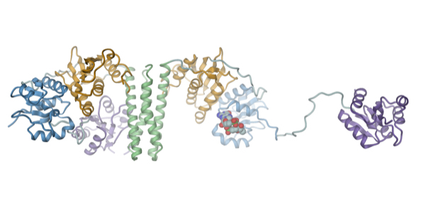 Das Signalmolekül c-di-GMP (Kugeldarstellung) aktiviert eine bakterielle Kinase (ShkA), indem es ihre kompakte Struktur aufbricht. Das Signalmolekül c-di-GMP (Kugeldarstellung) aktiviert eine bakterielle Kinase (ShkA), indem es ihre kompakte Struktur aufbricht.