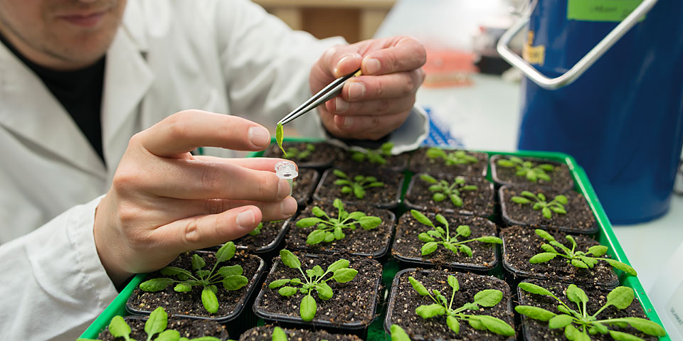 research on plant sciences