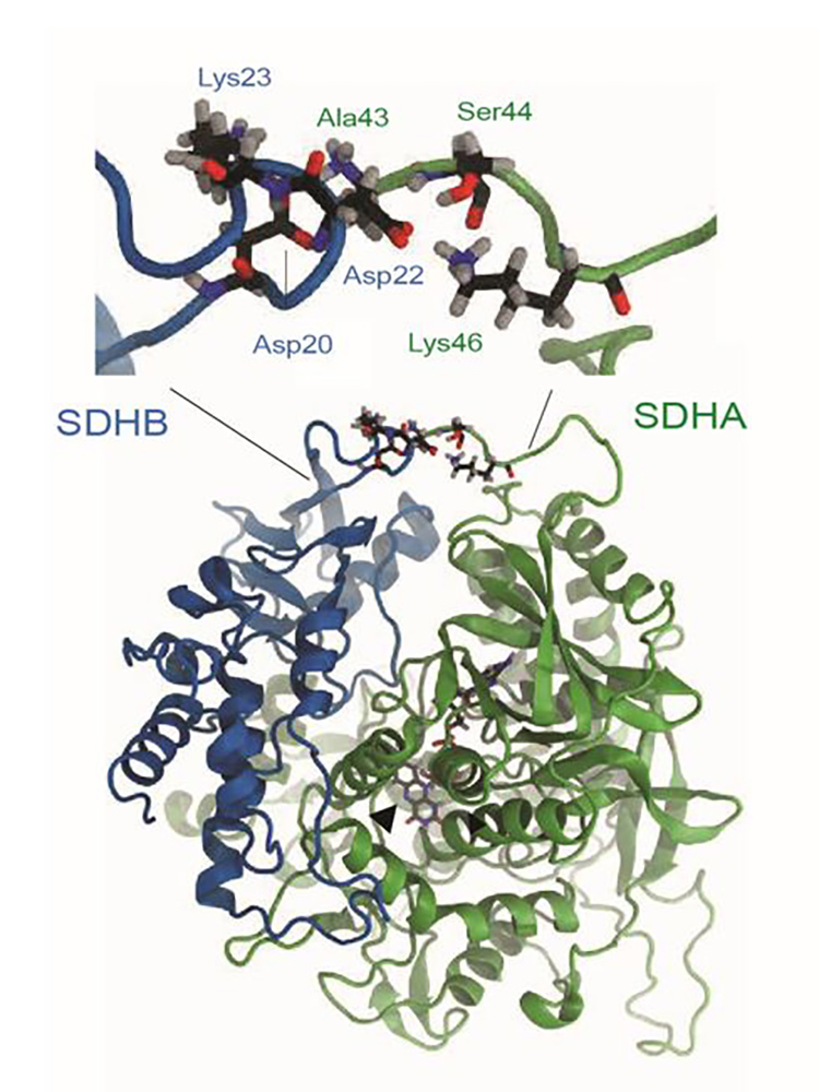 Molecular model: A typical interaction between the A45T mutated SDHA gene (green) and the SDHB gene (blue) – it increases the functioning of the whole complex and thereby triggers inflammation signals in the affected immune cells. (Image: DBM) Molecular model: A typical interaction between the A45T mutated SDHA gene (green) and the SDHB gene (blue) – it increases the functioning of the whole complex and thereby triggers inflammation signals in the affected immune cells. (Image: DBM)