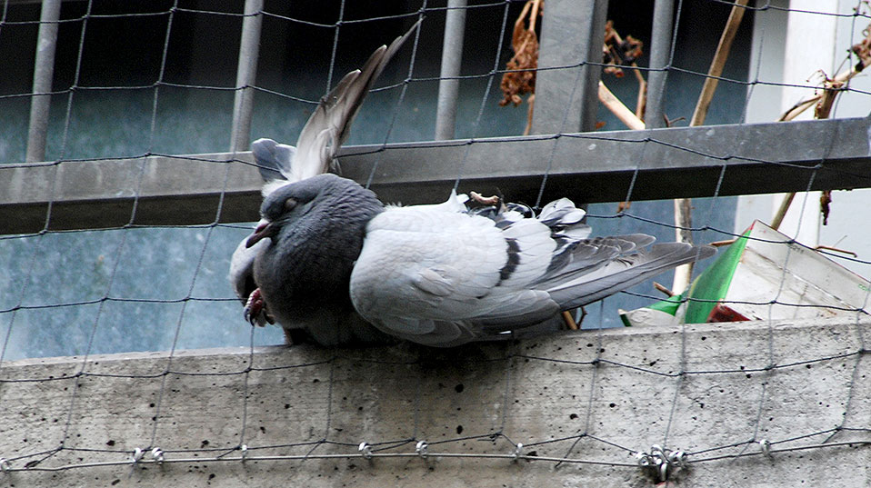 Abwehrmassnahmen müssen tierschutzgerecht sein und dürfen Tauben nicht schaden. (Foto: Tierschutz beider Basel)