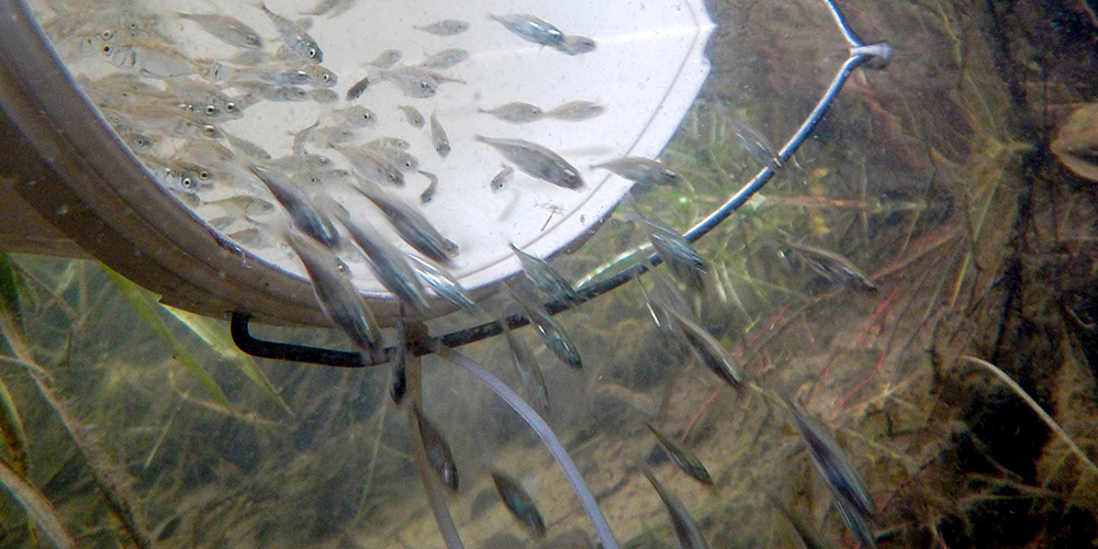 3000 Versuchstiere wurden in einen Fluss ohne Stichlinge entlassen und so der natürlichen Auslese ausgesetzt. Nach einem Jahr wurden die verbleibenden Fische eingefangen und genetisch untersucht. (Foto: Universität Basel, Dario Moser) 3000 Versuchstiere wurden in einen Fluss ohne Stichlinge entlassen und so der natürlichen Auslese ausgesetzt. Nach einem Jahr wurden die verbleibenden Fische eingefangen und genetisch untersucht. (Foto: Universität Basel, Dario Moser)