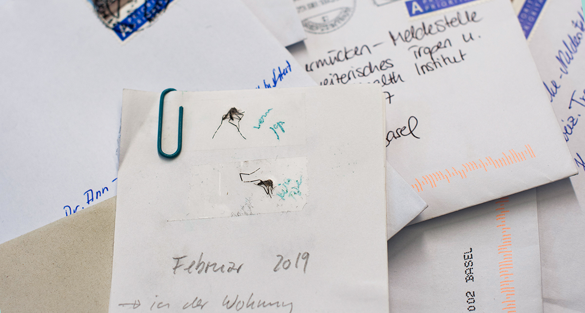 Monitoring also includes collecting and checking citizen reports. The researchers examine letters and photos to determine whether the insects in question are indeed tiger mosquitos. (Image: University of Basel, Christian Flierl)