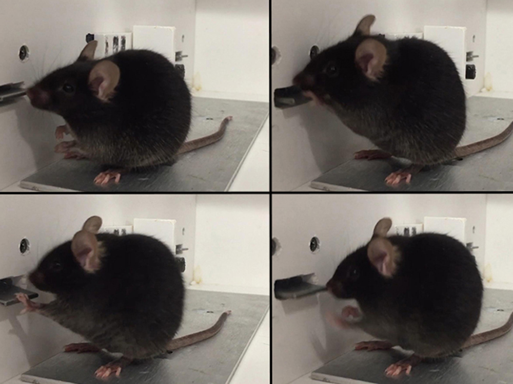Sequence of images of a mouse pressing a lever to receive a reward Sequence of images of a mouse pressing a lever to receive a reward