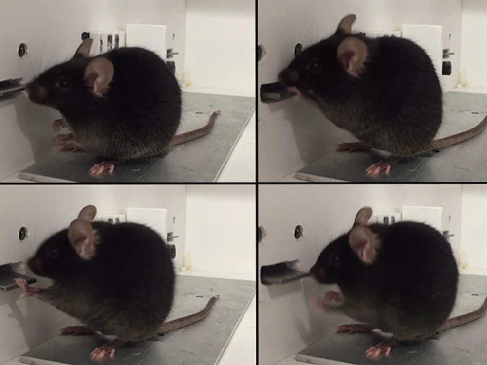 Sequence of images of a mouse pressing a lever to receive a reward