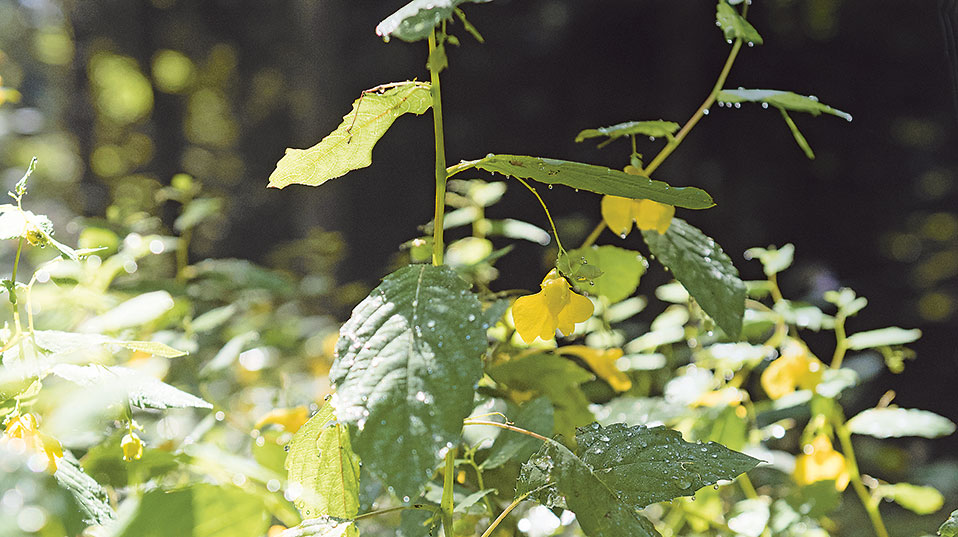 Immer seltener: Die gelb blühende einheimische Variante der Pflanze, das Wald-Springkraut (Impatiens noli-tangere), wird von der eingewanderten zunehmend verdrängt. (Bild: Universität Basel, Christian Flierl)