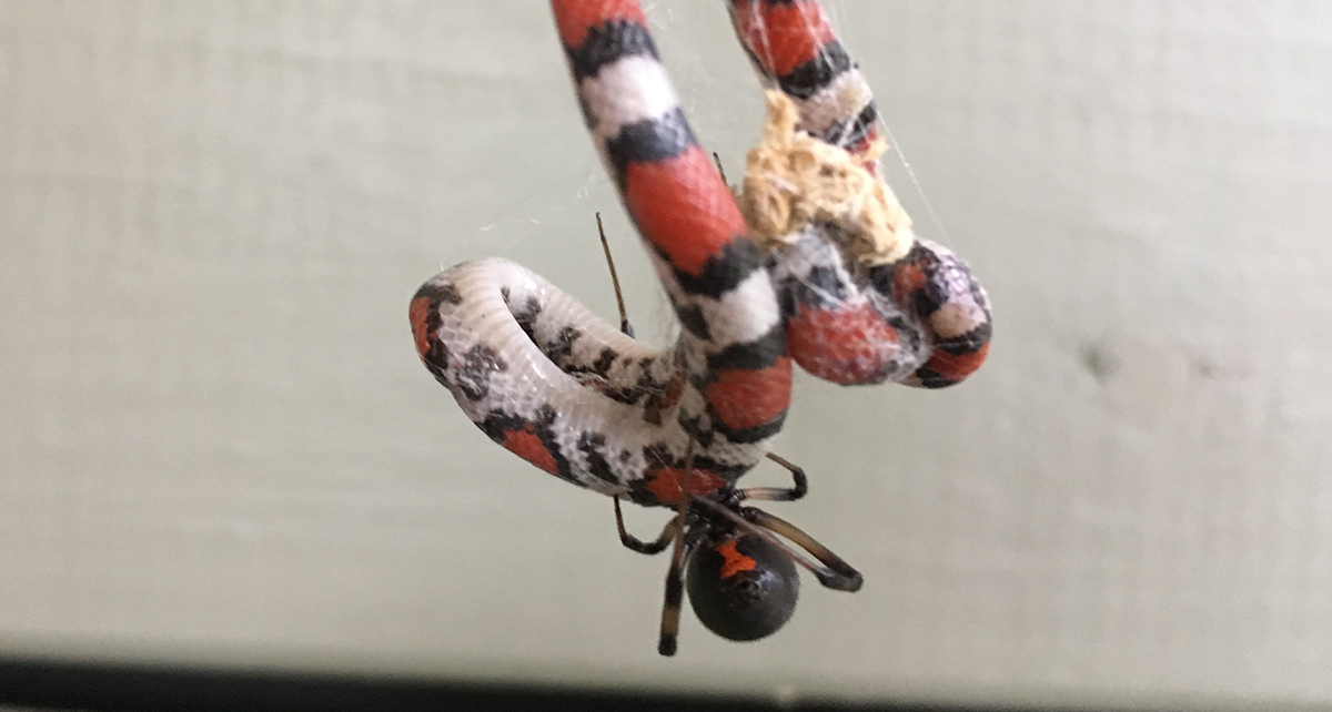 Juvenile scarlet snake entrapped on web of Latrodectus geometricus, observed in a private residence in Georgia, USA.