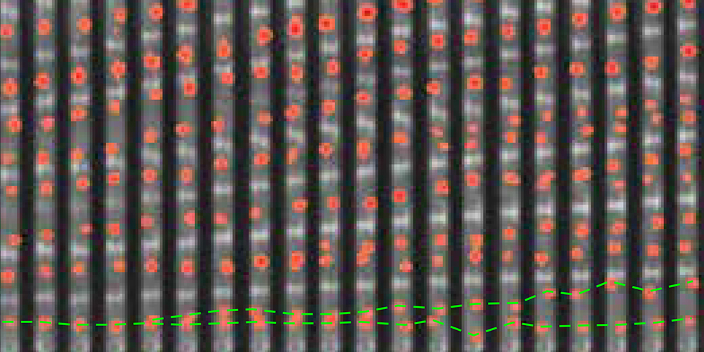 Time lapse of E. coli bacteria growing in a microfluidic device, with DNA replication origins visualised as red spots. (Image: Biozentrum, University of Basel)