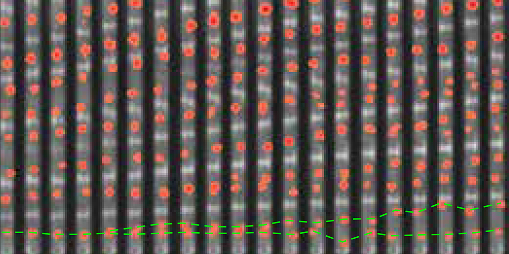 How bacteria control their cell cycle 