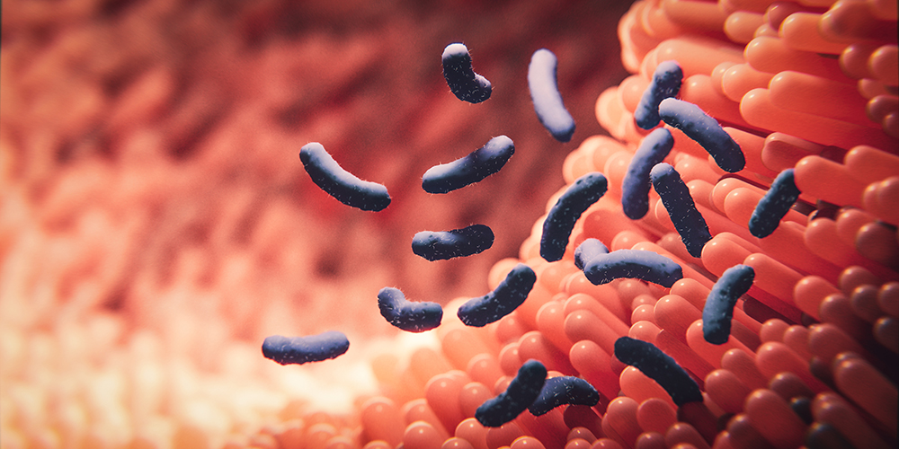 New vaccine concept tackles harmful bacteria in the intestine