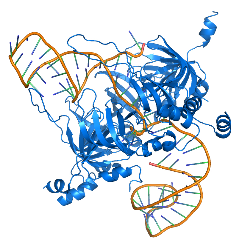 Geflecht der Protein-RNA-Wechselwirkungen