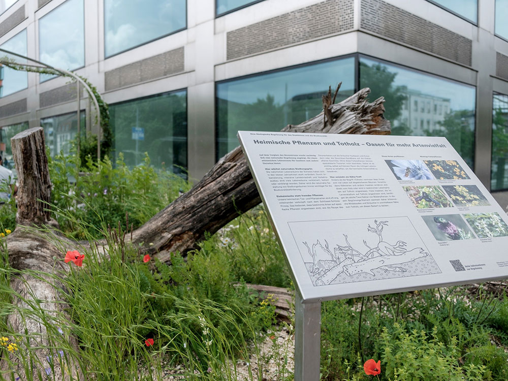 Informationstafel in einem naturnah gestalteten Beet mit Totholz und heimischen Wildpflanzen vor dem Biozentrum. Informationstafel in einem naturnah gestalteten Beet mit Totholz und heimischen Wildpflanzen vor dem Biozentrum.