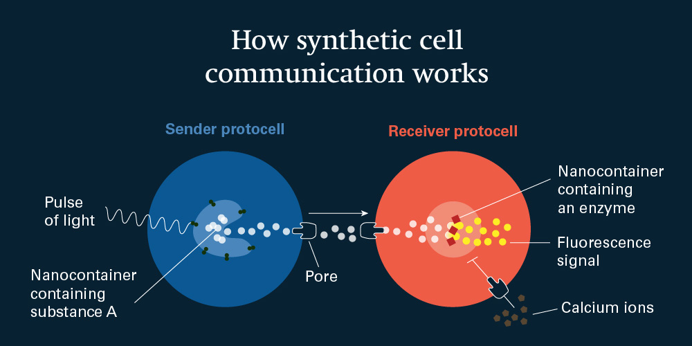 visualization of the communication between protocells visualization of the communication between protocells