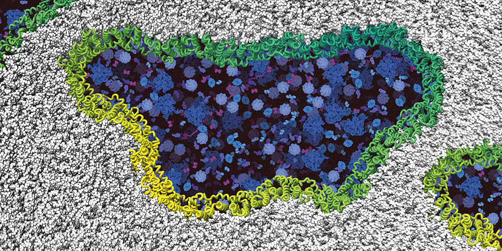 Das Protein Ninjurin-1 (grün) sorgt für Sollbruchstellen, an der die Zellmembran aufreisst.