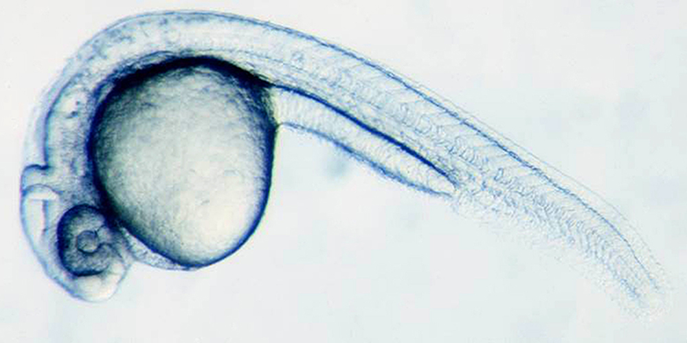 Who am I? How cells find their identity