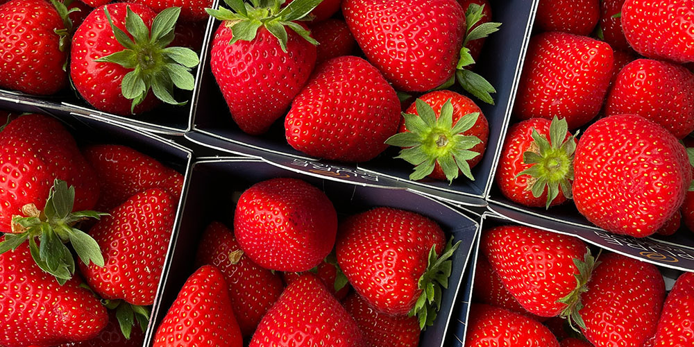 Dicht aneinandergereihte Kartonschalen, gefüllt mit reifen Erdbeeren.