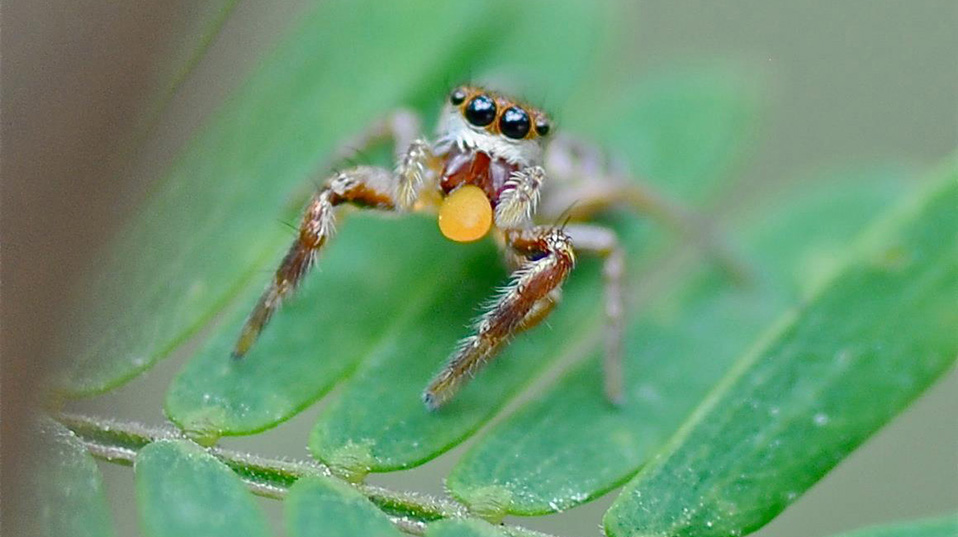 juvenile jumping spider