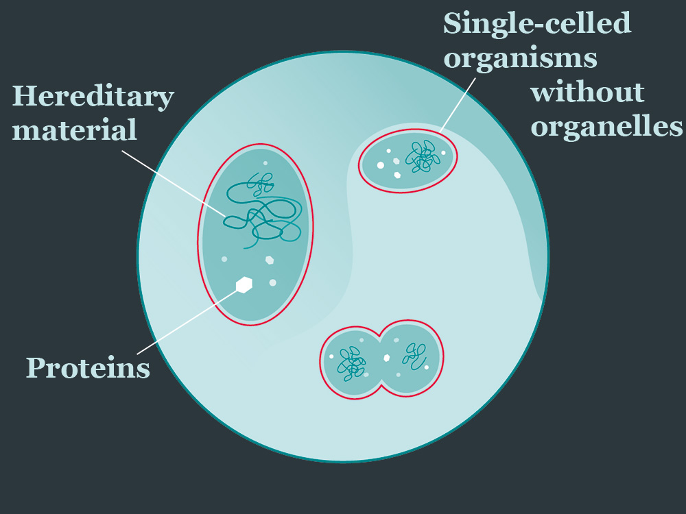 Illustration of unicellular organisms without organelles Illustration of unicellular organisms without organelles