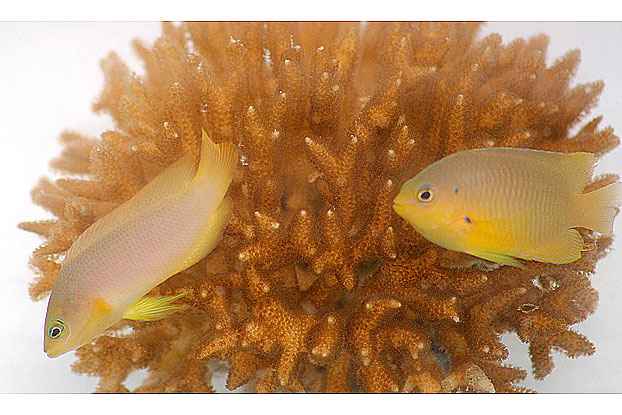 Yellow dottyback (left) and the fish it imitates, an adult Ambon damselfish. (Illustration: William E. Feeney)