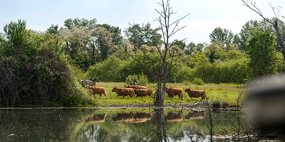 Highland cattle in the Petite Camargue