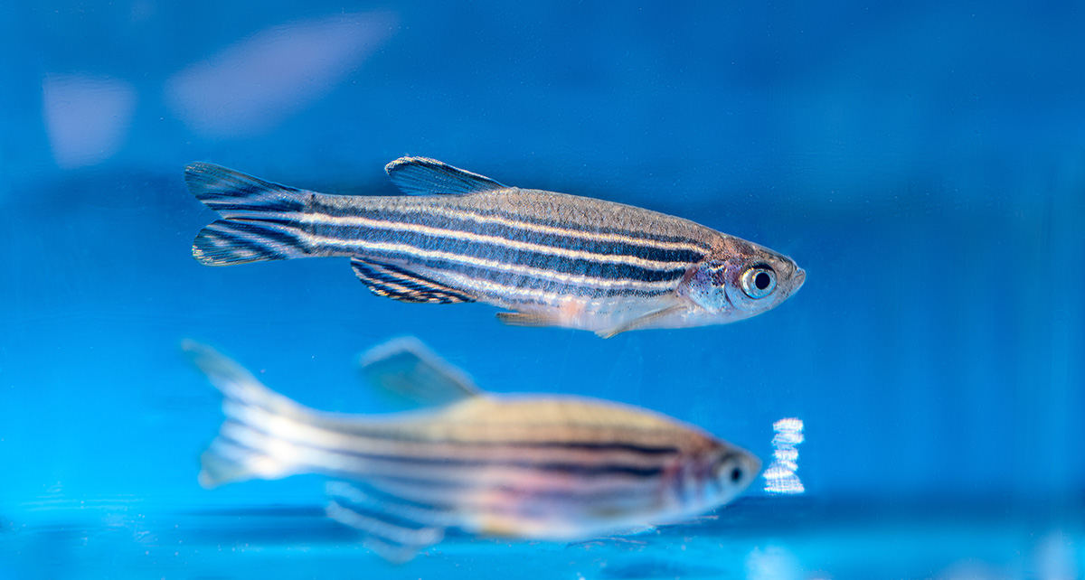 Versuchstiere, Fische: Zebrafische, Buntbarsche & Grundeln Versuchstiere, Fische: Zebrafische, Buntbarsche & Grundeln