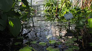 A pool of water with water lilies surrounded by plants 