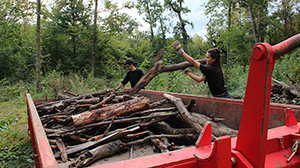 people are throwing wood in a container