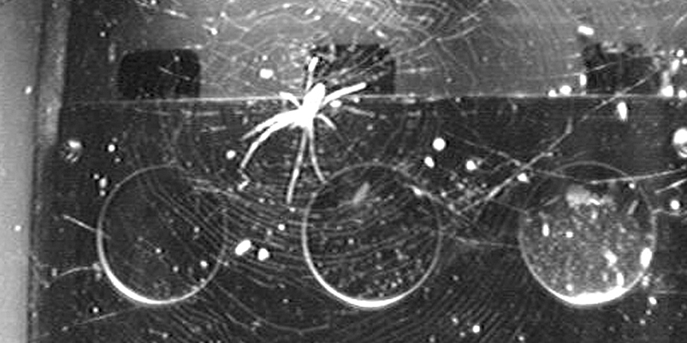 Spiders in space: without gravity, light becomes key to orientation 