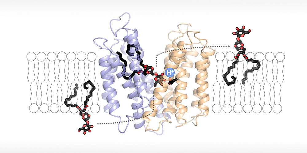 Protective shield: How pathogens withstand acidic environments in the body